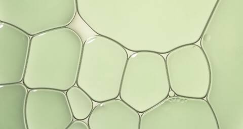 green tea extract