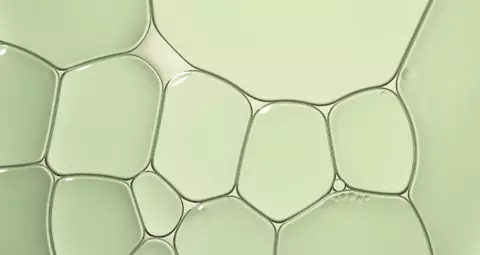green tea extract