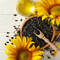 A picture of a bowl of sunflower seeds next to sunflower oil